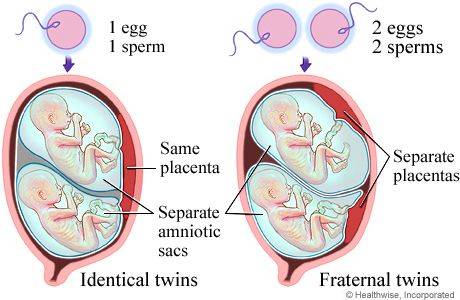 胚胎实验室